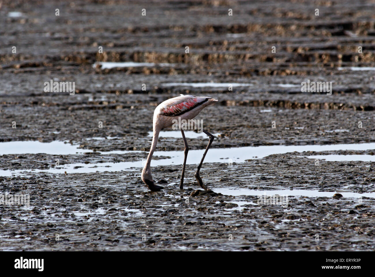 Großer Flamingo, phoenicopterus ruber, Sewri Mangrove Park; Bombay, Mumbai; Maharashtra; Indien, asien Stockfoto