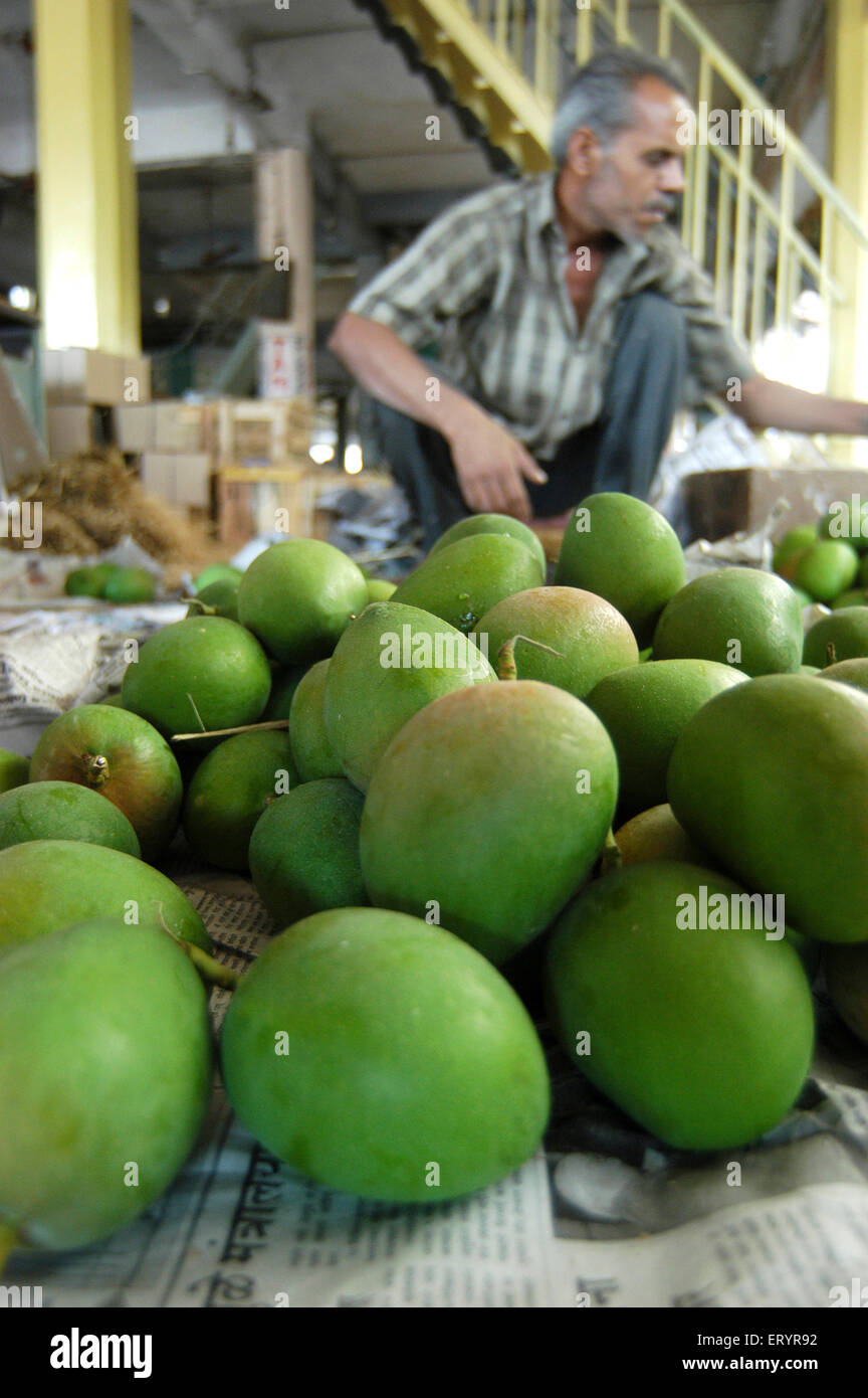 Alphonso roh grüne Mangos, Indien, Asien Stockfoto