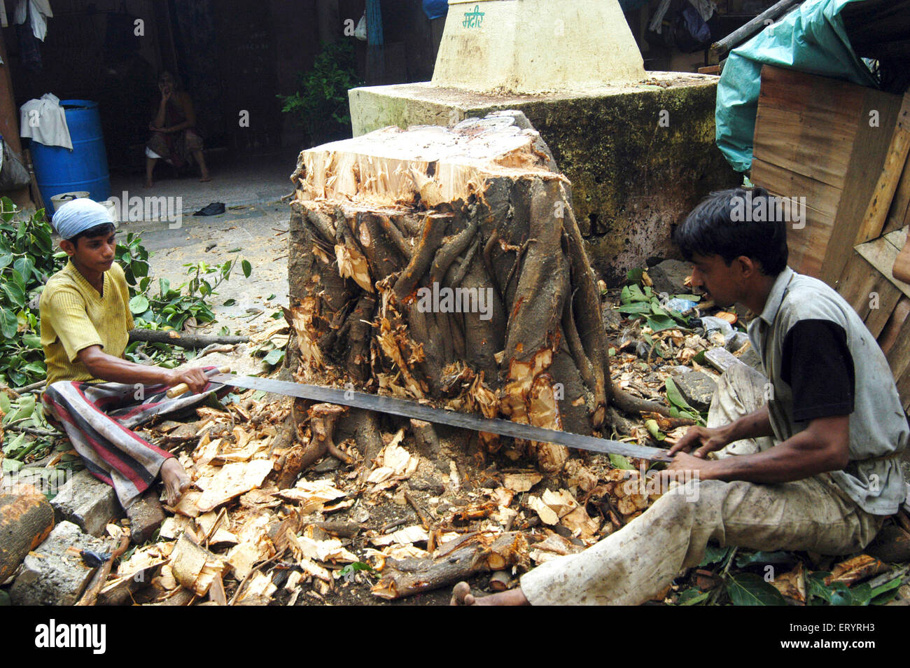 Männer schneiden gefallenen Baum mit zwei Mann Kreuzschnitt Handsäge , Bombay , Mumbai , Maharashtra , Indien , Indian gefallenen Baum , Asien Stockfoto
