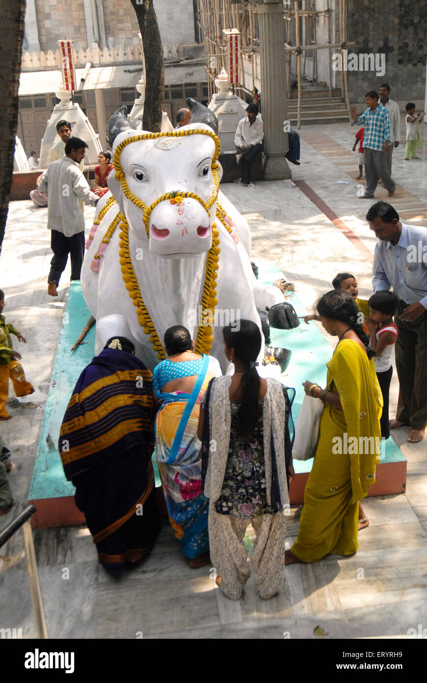 Frauen beten zu Nandi Bull auf MahaShivRatri, Bombay, Mumbai, Maharashtra, Indien, indischer Glaube, Asien Stockfoto