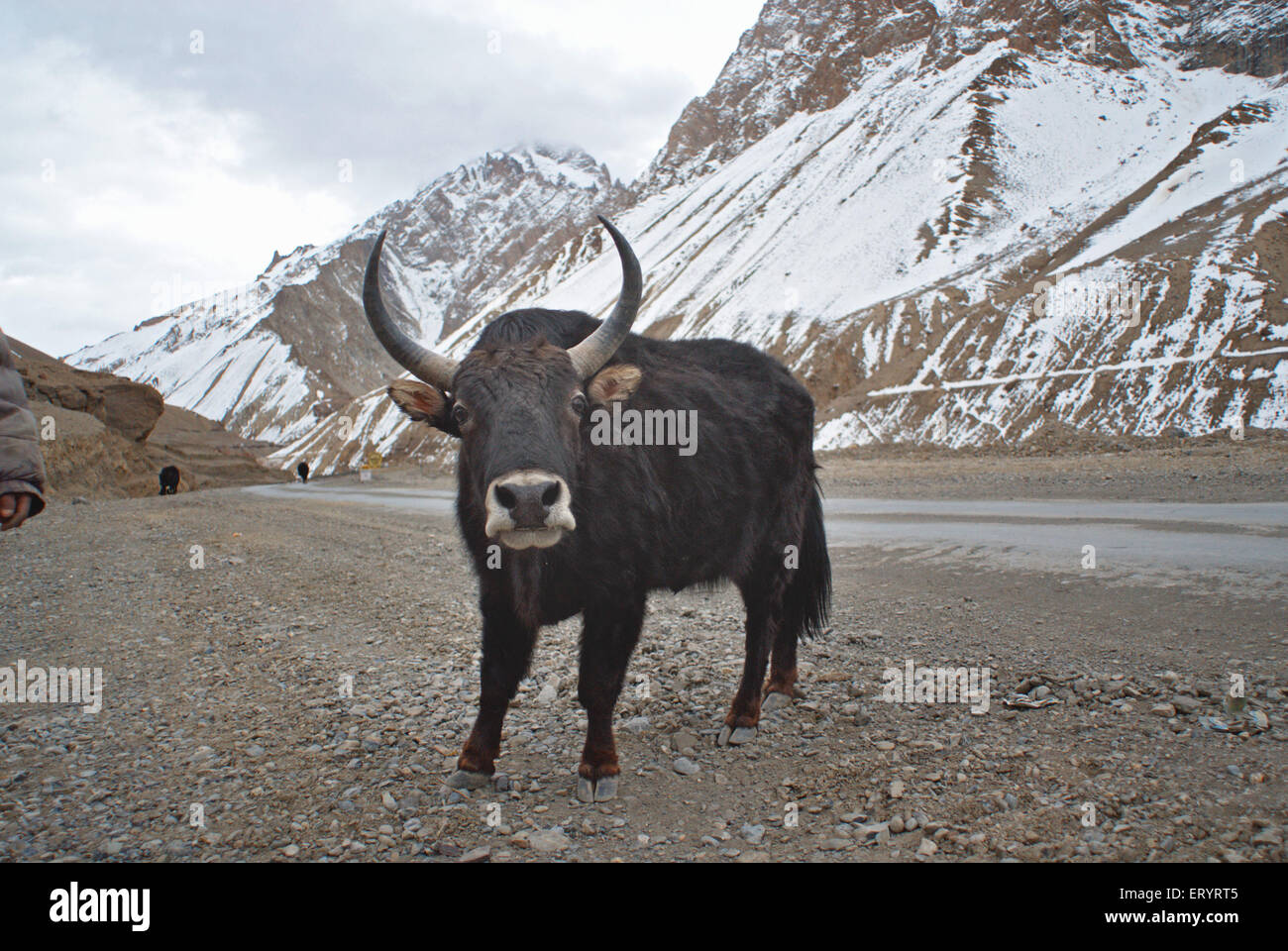 Himalayan Yak poephagus grunniens; Ladakh; Jammu und Kaschmir; Indien Asien Indisch Asiatisch Stockfoto