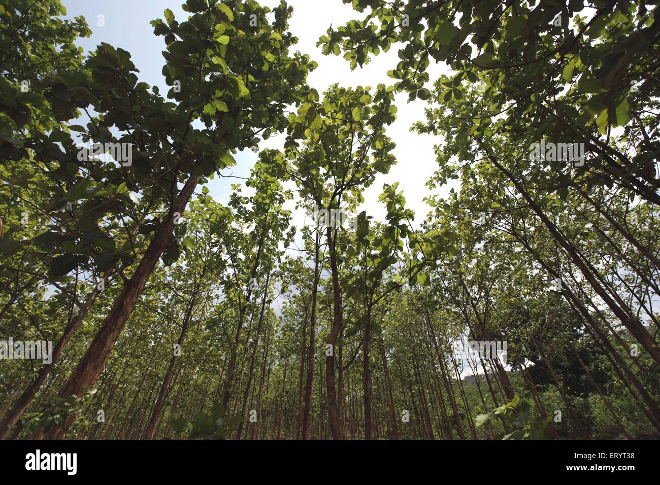 Teakholzplantagen in Ananthagiri Hills Araku Valley Visakhapatnam Andhra Pradesh India Asia Stockfoto