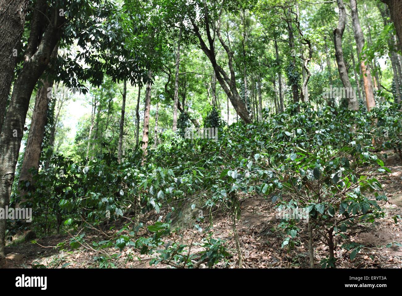 Kaffeeplantagen inmitten der silbernen Eiche Bäume am Hügel Ananthagiri Araku valley Puducherry Andhra Pradesh, Indien Stockfoto