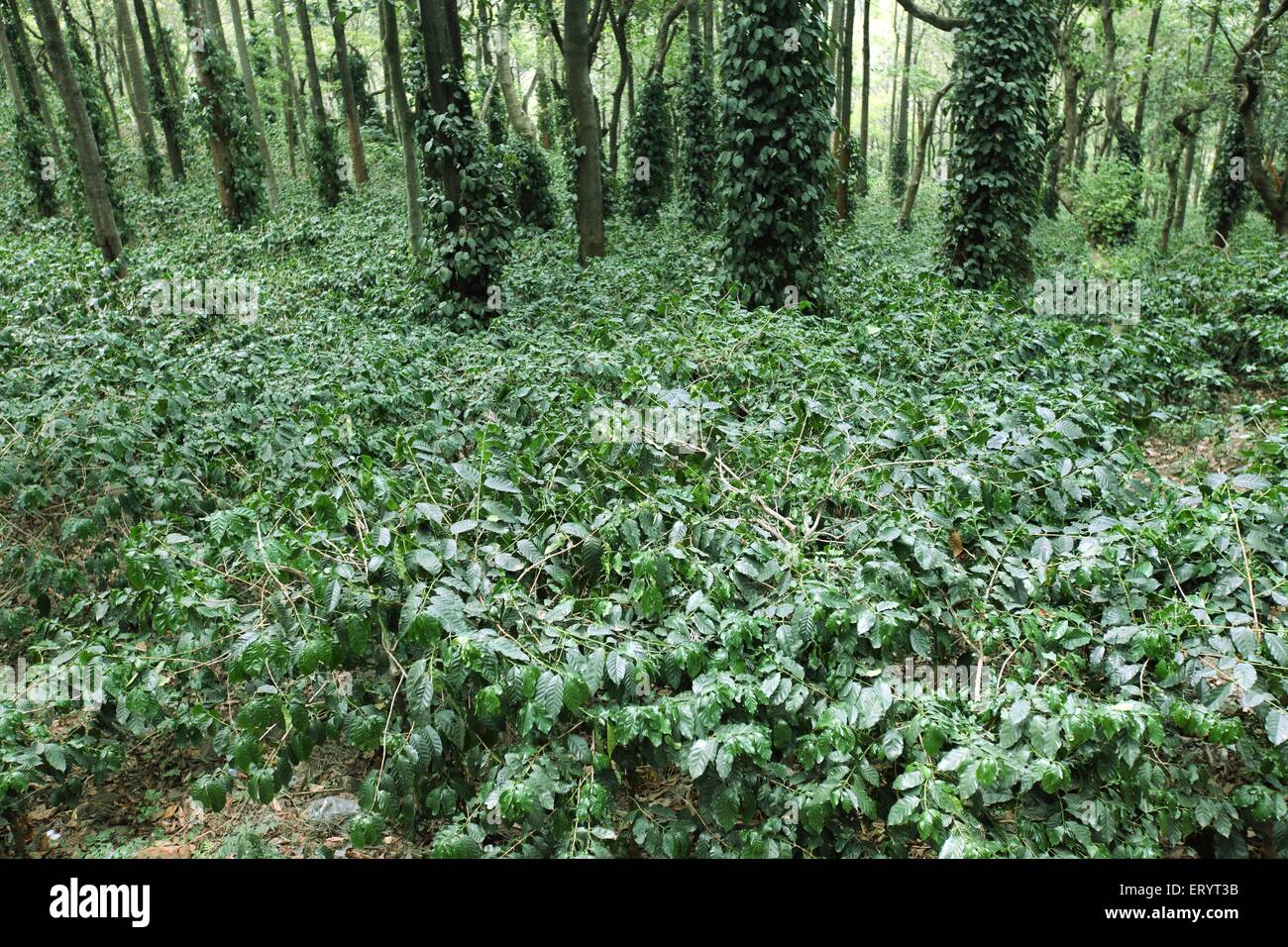Kaffeeplantage mit Silbereichenbäumen, Ananthagiri Hills, Araku Valley, Eastern Ghats, Visakhapatnam, Vishakhapatnam, Andhra Pradesh, Indien Stockfoto
