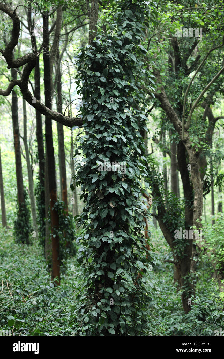 Silbereichenbäume mit Pfefferreben , Ananthagiri Hills , Araku Valley , Eastern Ghats , Visakhapatnam , Vishakhapatnam , Andhra Pradesh , Indien , Asien Stockfoto