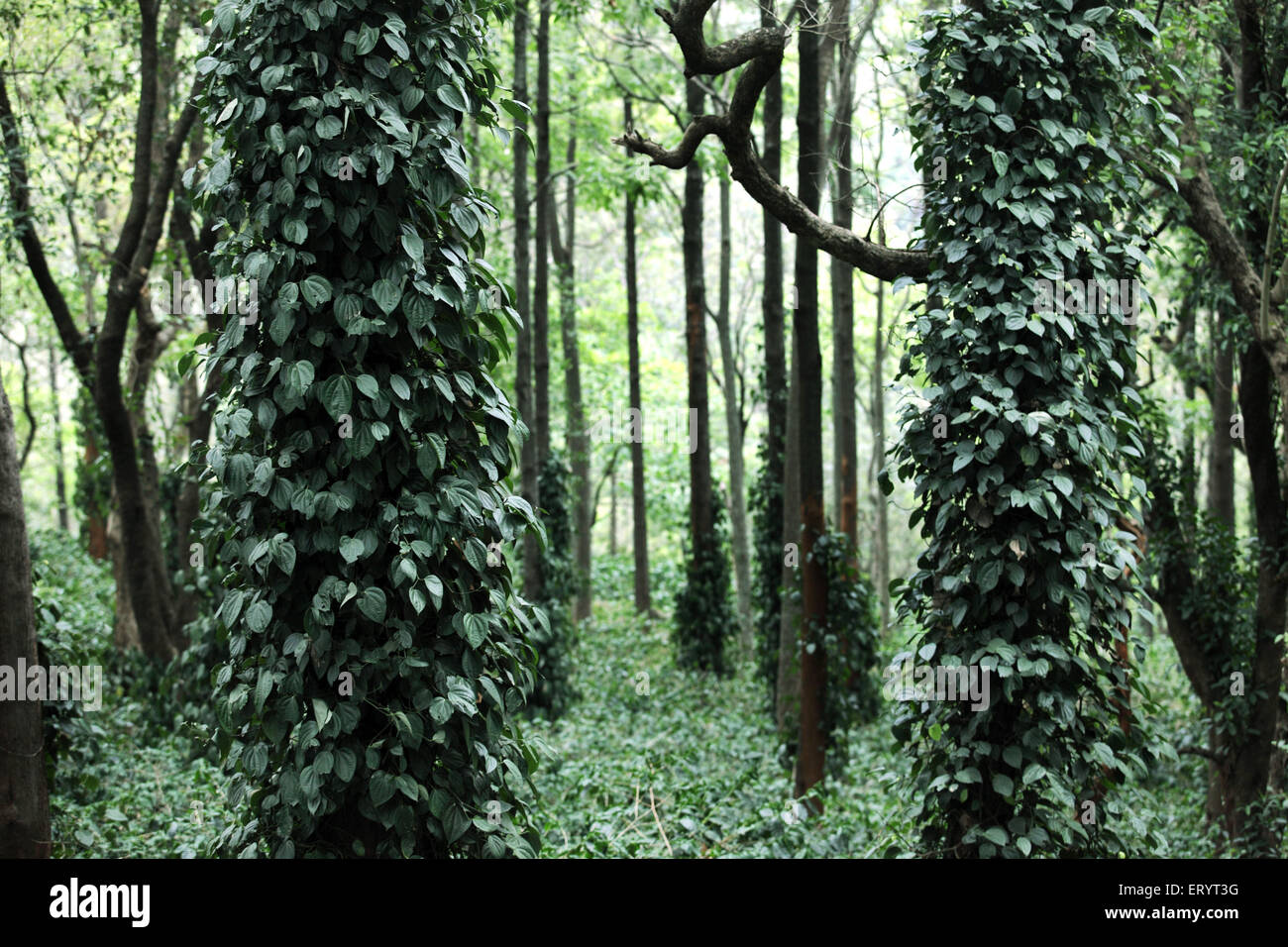 Silber Eichen mit Pfeffer Reben und Kaffee Sträucher an Ananthagiri Hügeln wachsen; Araku Valley Puducherry Andhra Pradesh, Indien Stockfoto