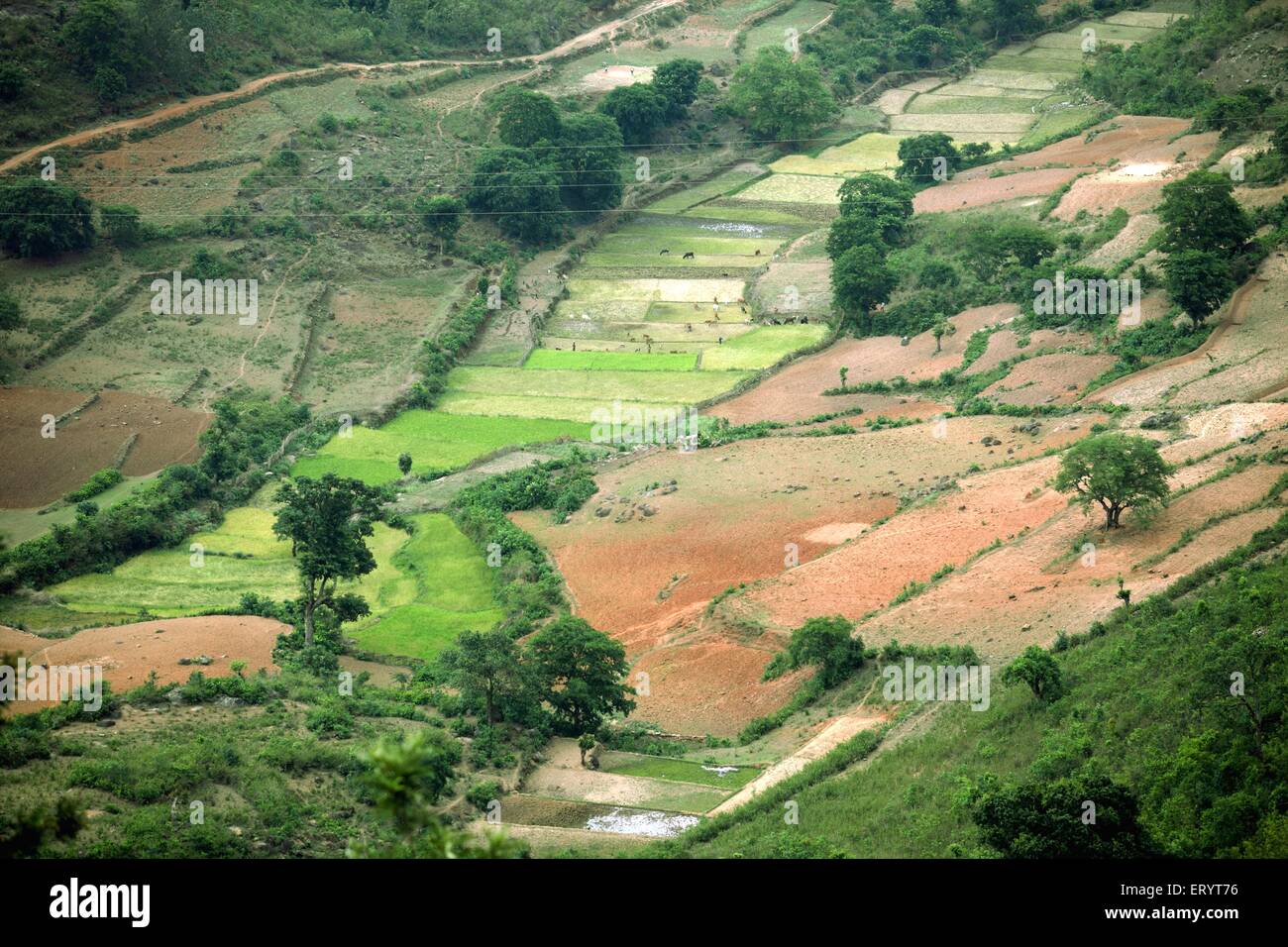 Araku Valley, Hill Station, Eastern Ghats, Visakhapatnam, Andhra Pradesh, Indien, Asien Stockfoto