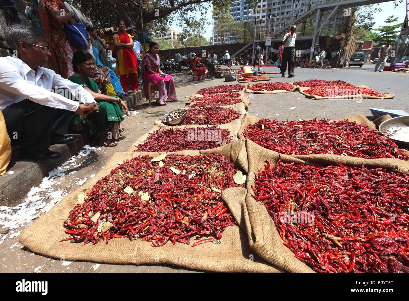 Trocknung rote Chili auf der Straße, Lalbaug, Bombay, Mumbai; Maharashtra; Indien, asien Stockfoto
