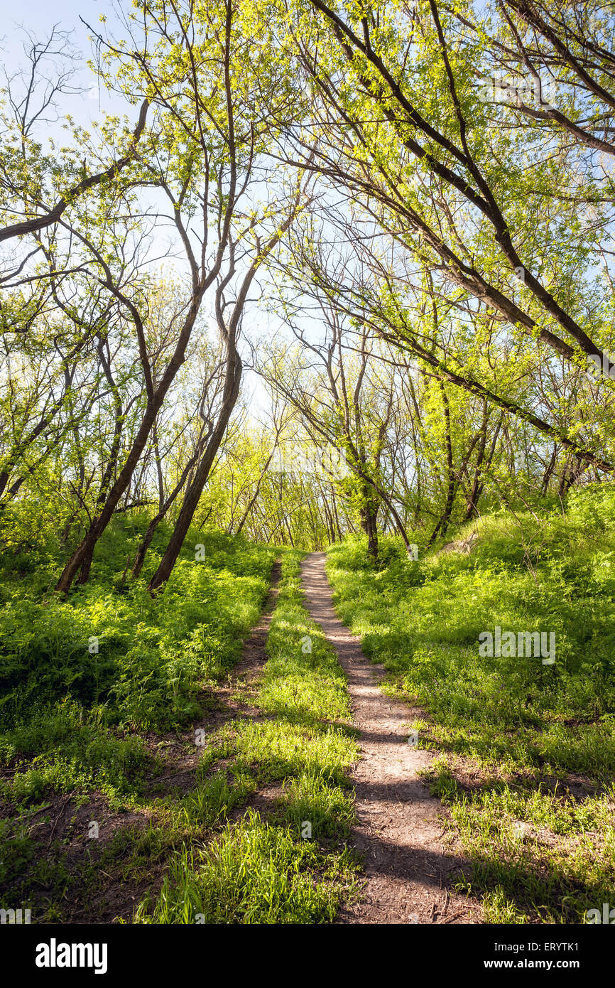 Frühling im schönen Zauberwald mit grünen Pflanzen, Bäumen und Trail Sonnenuntergang. Landschaft Stockfoto