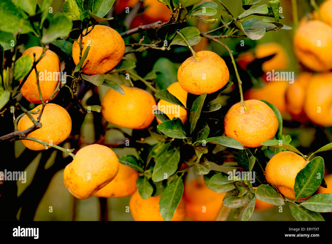 Orangenfruchtbaum, Obstschau, Kalkutta, Kalkutta, Westbengalen, Indien, Asien Stockfoto