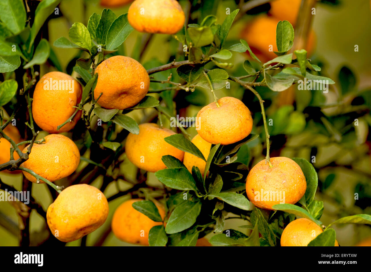 Orangenfruchtbaum, Obstschau, Kalkutta, Kalkutta, Westbengalen, Indien, Asien Stockfoto