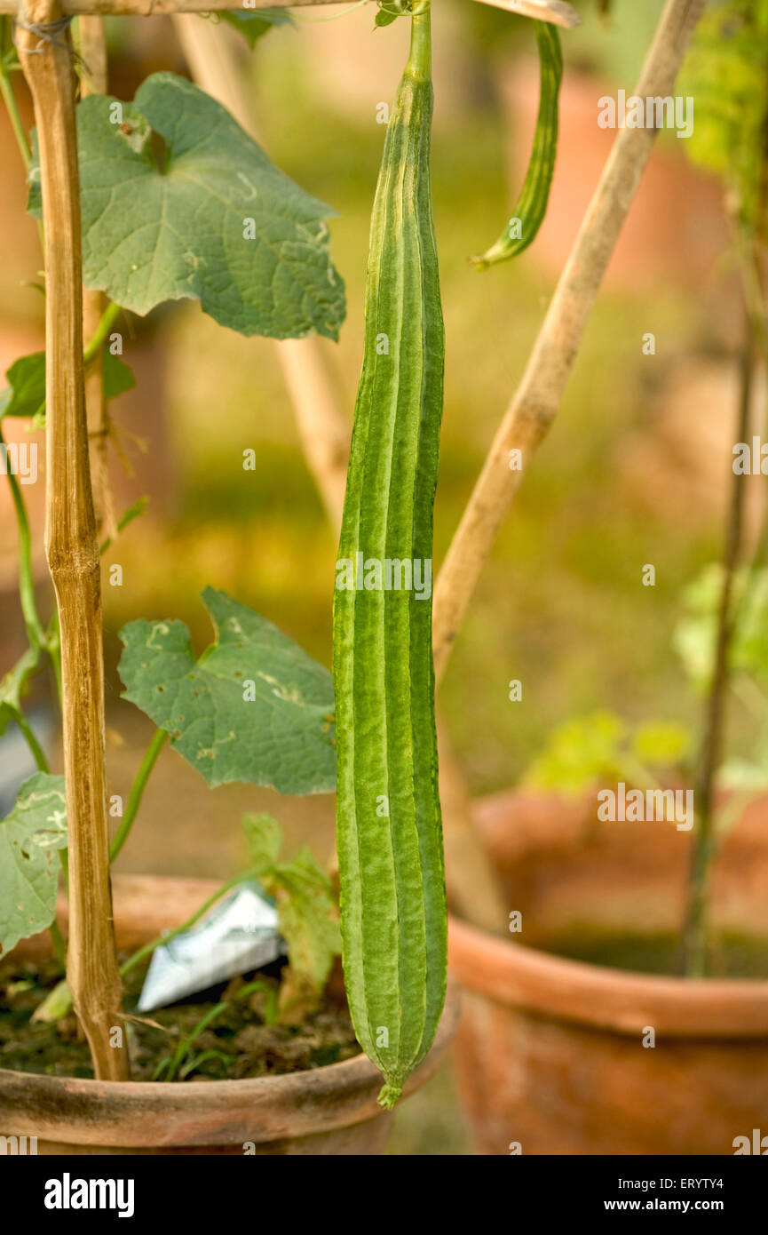 Ridge Kürbis Pflanze, Luffa acutangula, Gemüse zeigen, Kalkutta, Kalkutta, West Bengalen, Indien, Asien Stockfoto
