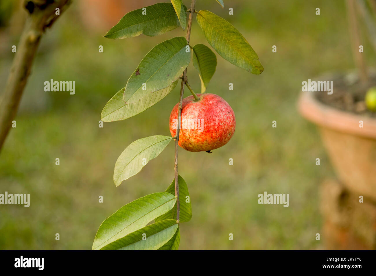 Guava Obstbaum, Obstschau, Kalkutta, Kalkutta, Westbengalen, Indien, Asien Stockfoto