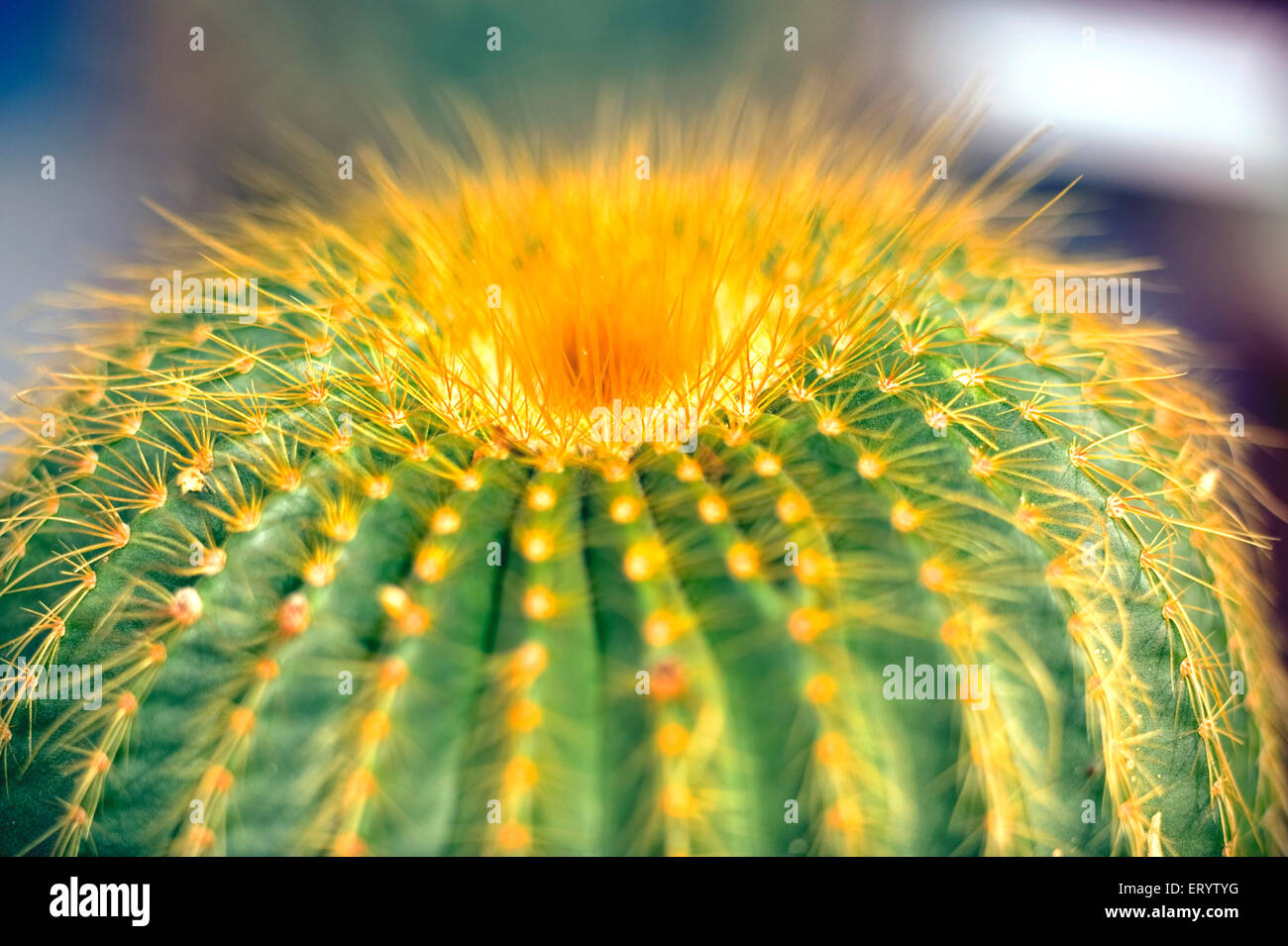 Kaktus, Echinocactus grusonii, golden Barrel Kaktus, golden Ball, Mutter in Gesetze Kissen, Kalimpong, West Bengalen, Indien, Asien Stockfoto