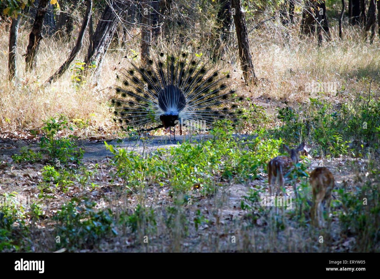 Peacock Peafowl Tanzen, pavo cristatus, Bandhavgarh Wildlife Sanctuary, Nationalpark, Garhpuri, Umaria Bezirk, Madhya Pradesh, Indien, Asien Stockfoto