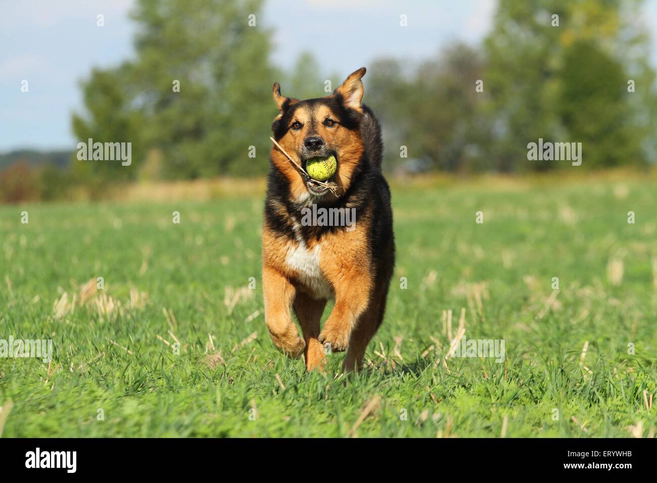 Berner-Berg-Hund-Schäferhund spielen Stockfoto