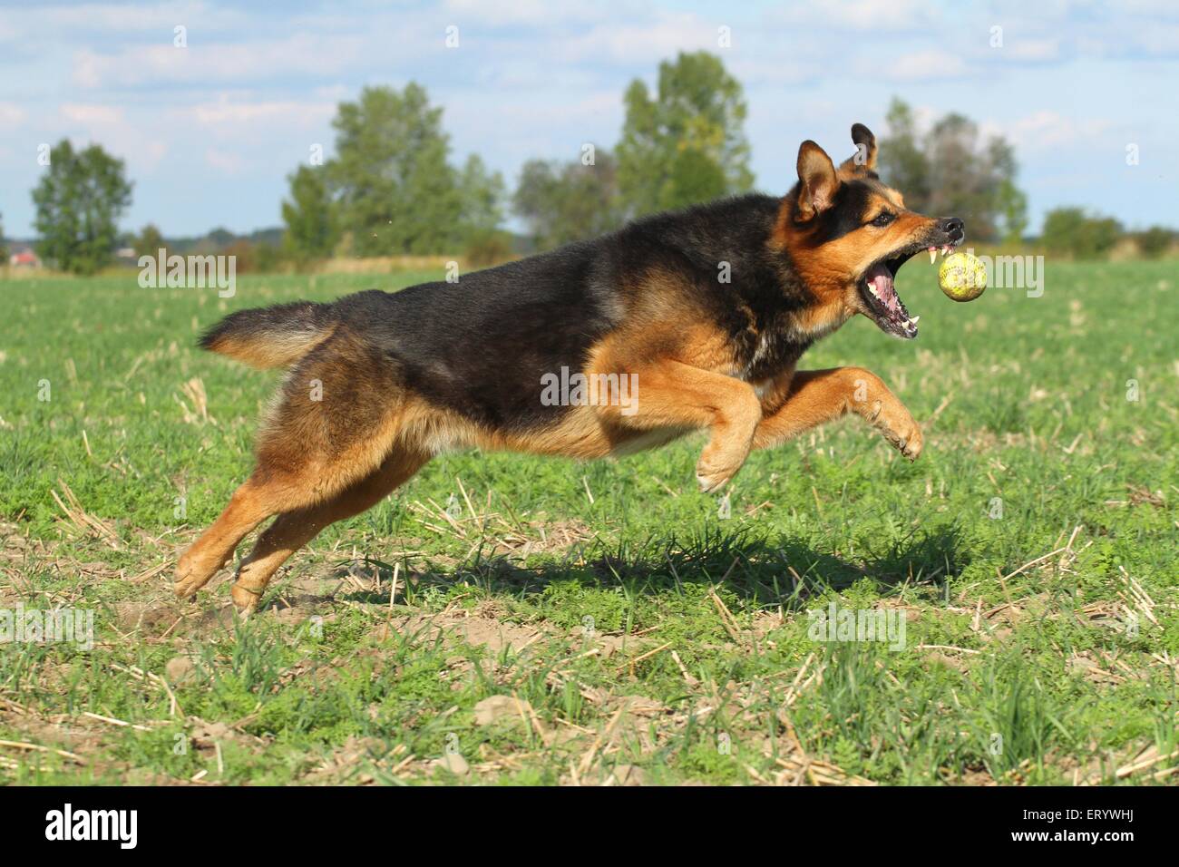 Berner-Berg-Hund-Schäferhund spielen Stockfoto