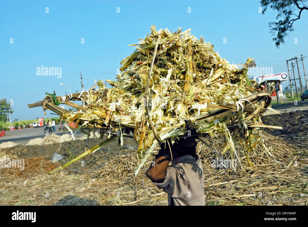Jaggery Herstellung Produktionsprozess Abfall Zuckerrohr Bagasse , Kolhapur , Maharashtra , Indien , Asien Stockfoto