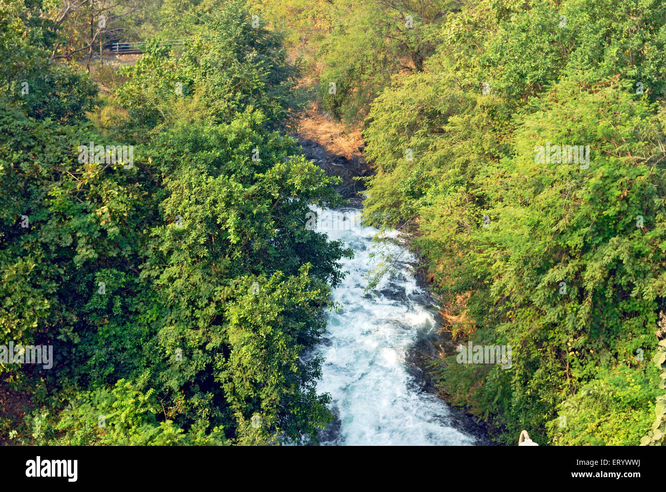 Strom des Wassers fließt durch Busch; Bombay; Mumbai; Maharashtra; Indien Stockfoto