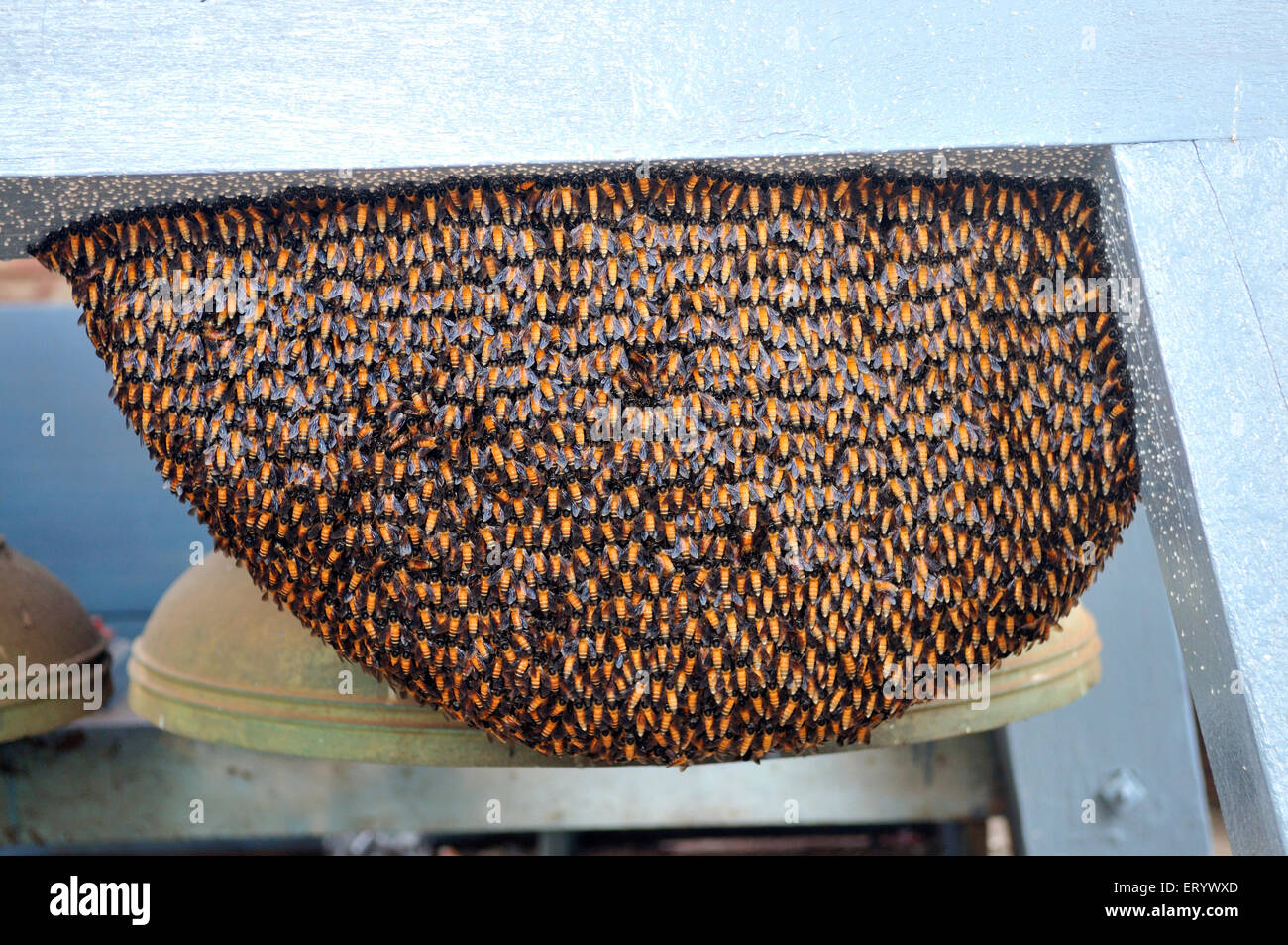 Honig-Bienen-Schwarm in Biene Bienenstock Glockenturm; Kutch; Gujarat; Indien Stockfoto