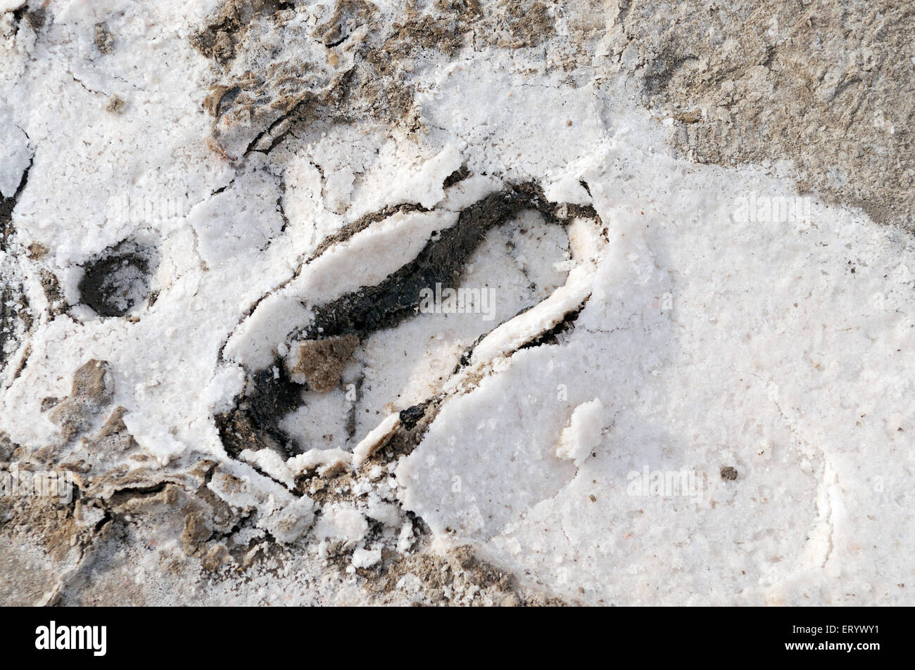 Mark in Salz Überrest an Wüste Thar Fuß; Bhuj; Kutch; Gujarat; Indien Stockfoto