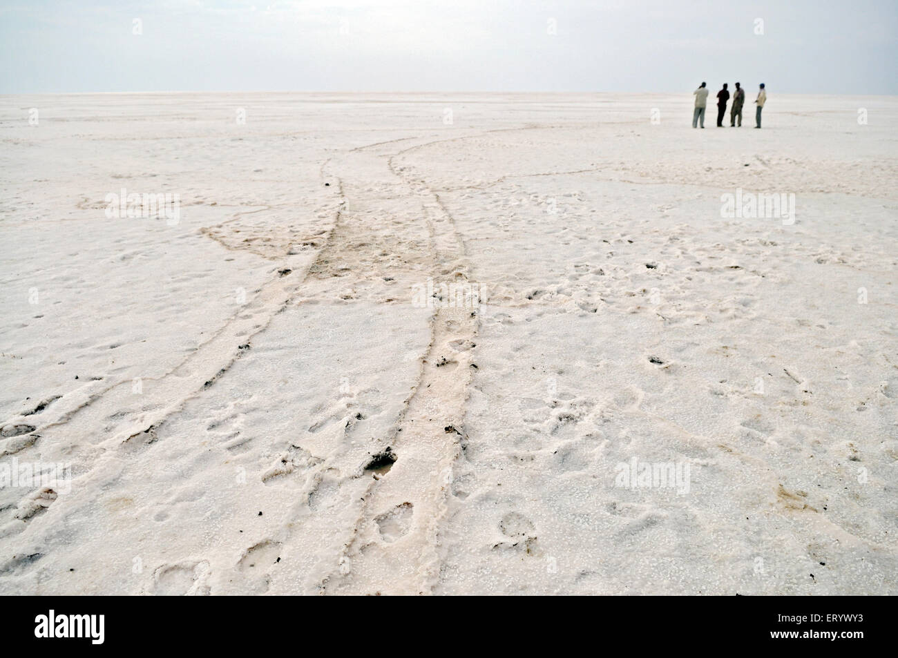 Mark in Salz Überrest an Wüste Thar Fuß; Bhuj; Kutch; Gujarat; Indien Stockfoto