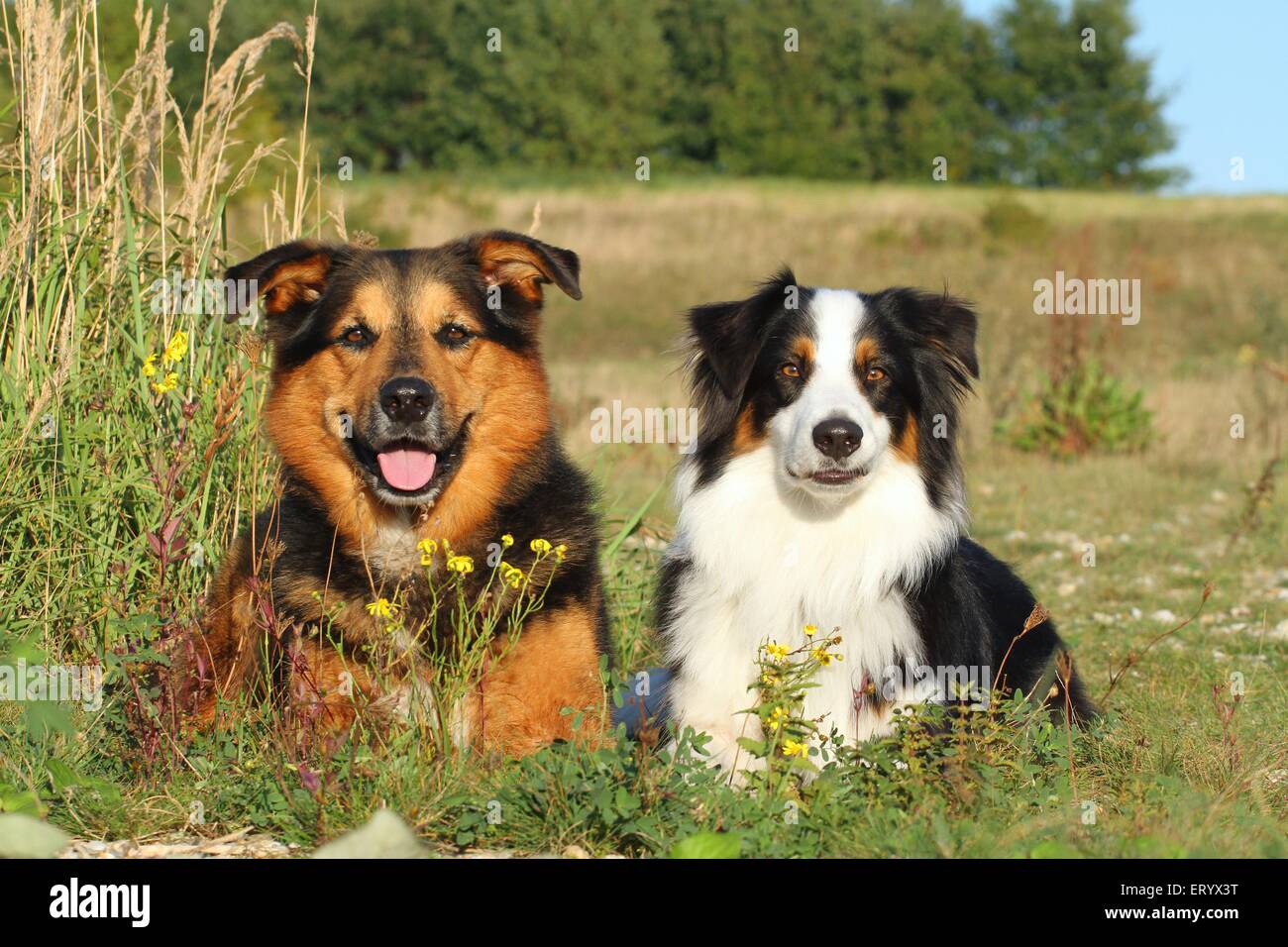 2 Hunde Stockfoto