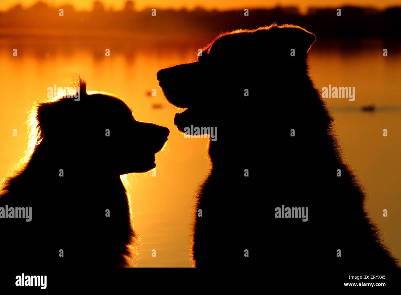 2 Hunde Stockfoto