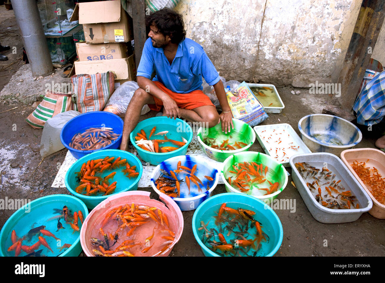 Fischmarkt; Aqua Fischverkäufer anzeigen Lager Aquarium Fische bei Galif Street; Kolkata Kalkutta; Westbengalen; Indien Stockfoto