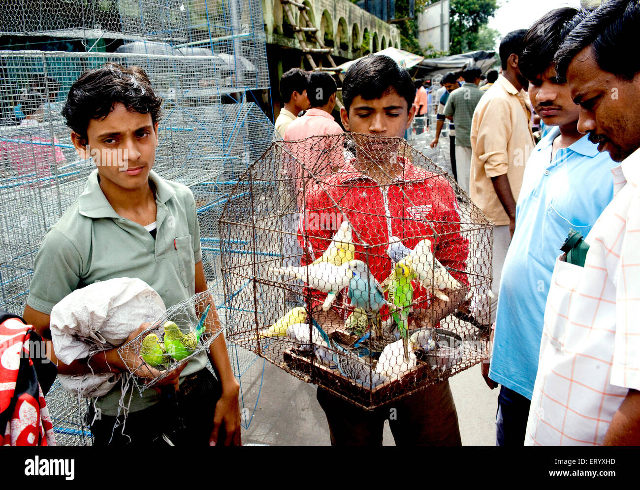 Vogel-Verkäufer in der Galiff Street; Voliere Vogelmarkt; Kolkata Kalkutta; Westbengalen; Indien Stockfoto
