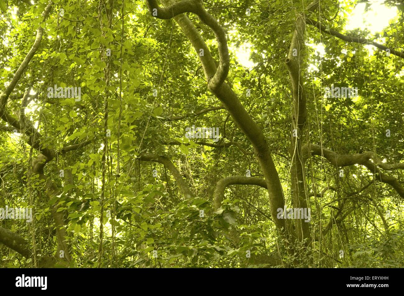 Waldbäume , Naturpark , Kolkata , Kalkutta , Westbengalen , Indien , Asien Stockfoto