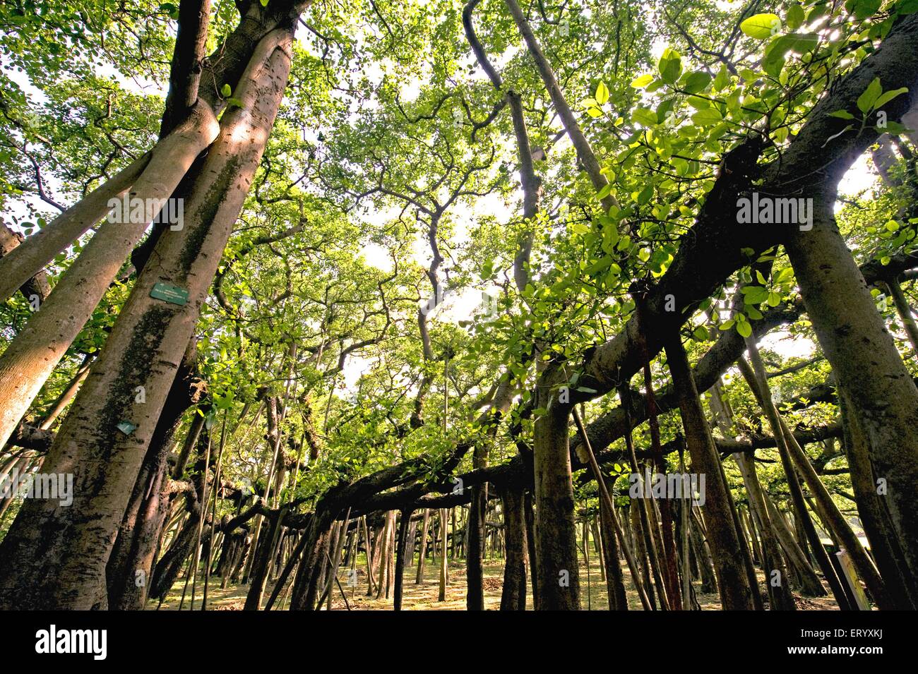 Great banyan Tree, Ficus benghalensis, Acharya Jagadish Chandra Bose, Indian Botanic Garden, Shibpur, Howrah, Kalkutta, Kolkata, Westbengalen, Indien Stockfoto