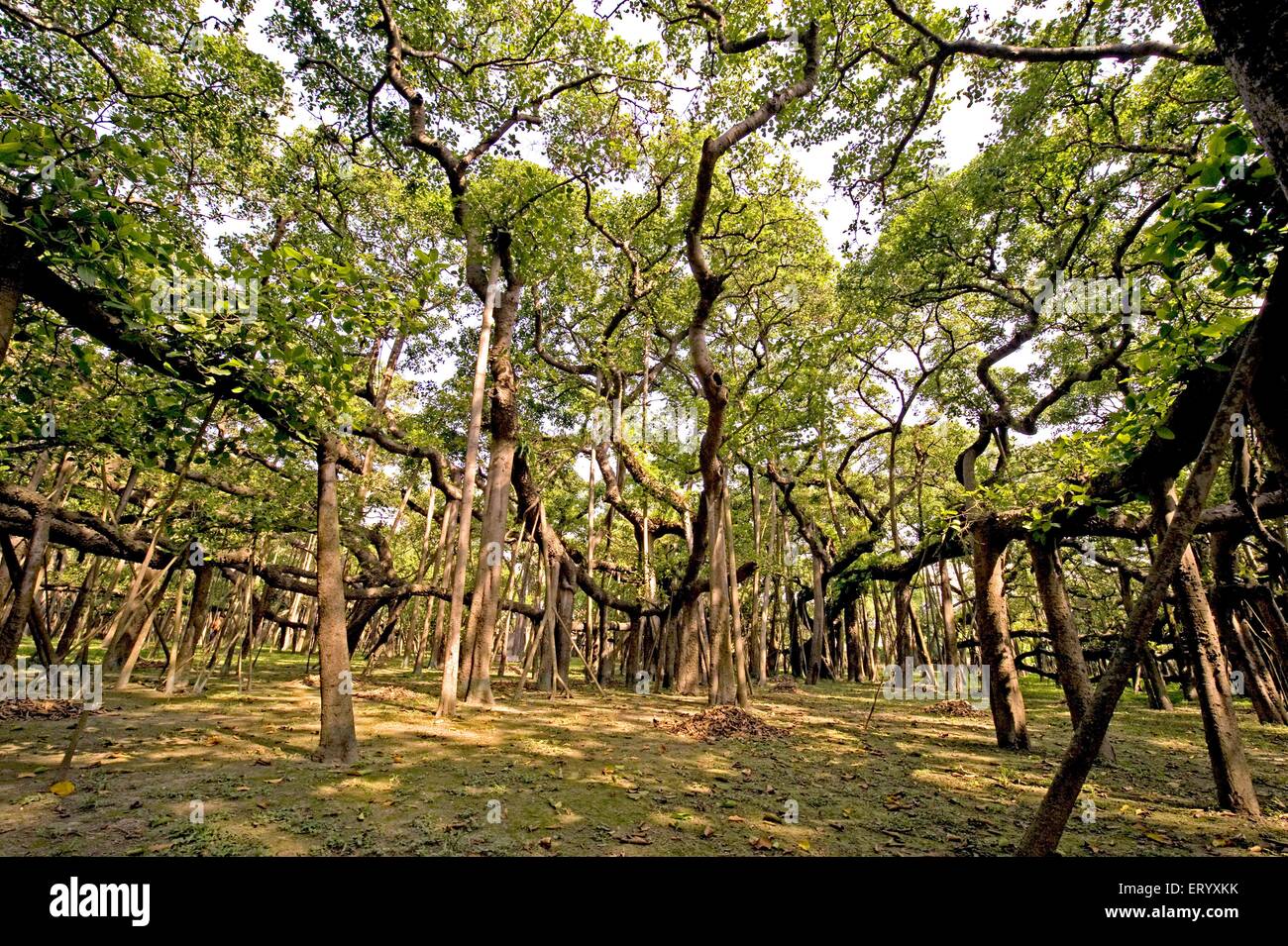 Great banyan Tree, Ficus benghalensis, Acharya Jagadish Chandra Bose, Indian Botanic Garden, Shibpur, Howrah, Kalkutta, Kolkata, Westbengalen, Indien Stockfoto