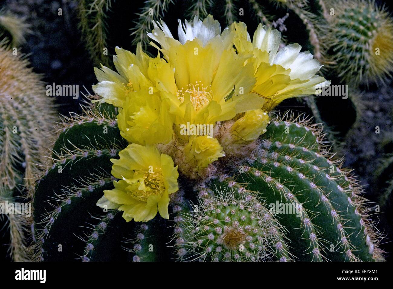 Kaktus mit gelben blten -Fotos und -Bildmaterial in hoher Auflsung  Alamy