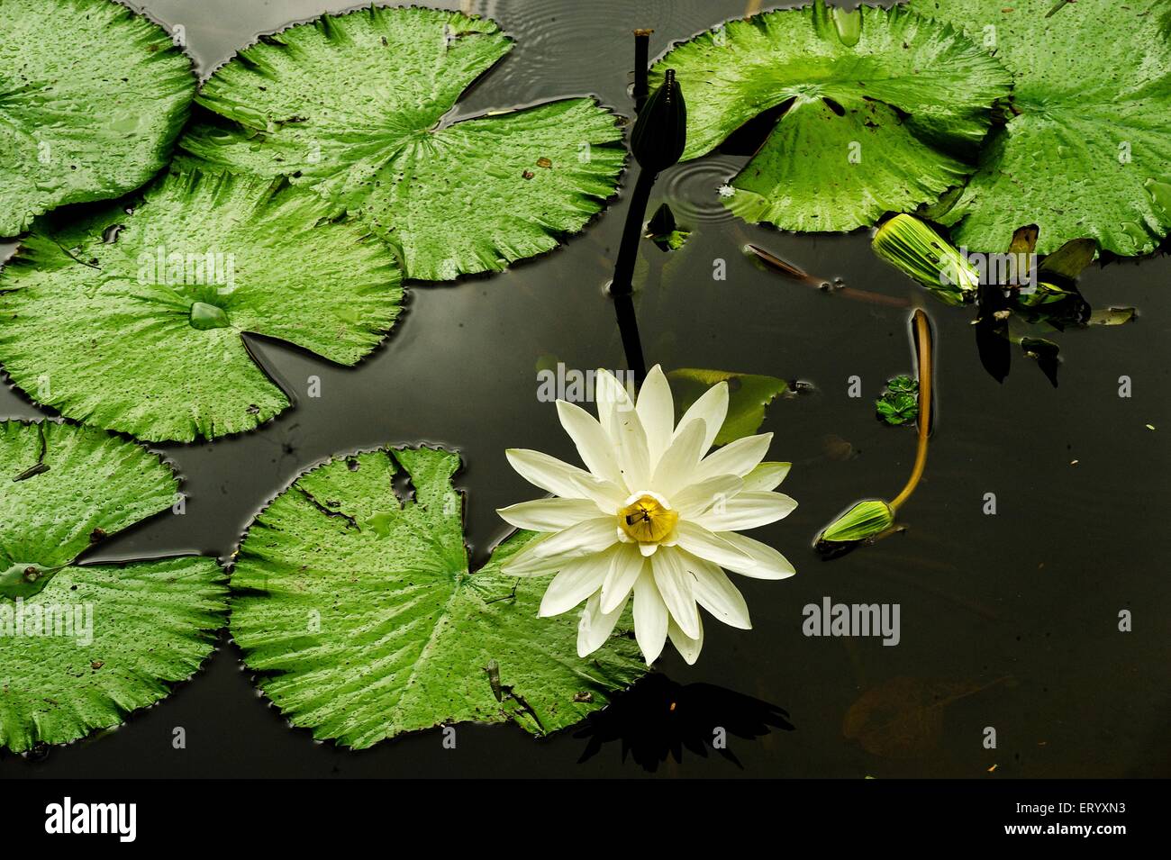 Seerosenblütenblätter, Acharya Jagadish Chandra Bose, Botanischer Garten, Botanischer Garten, Shibpur, Kalkutta, Kolkata, Westbengalen, Indien, Asien Stockfoto