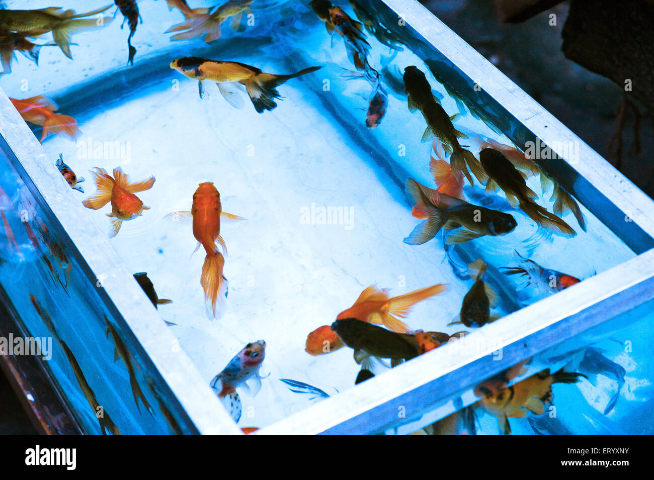 Aquarium Goldfische, japanische Goldfische, Sonntag Haustier Markt, Baghbazar, Kalkutta, Kolkata, Westbengalen, Indien, Asien Stockfoto