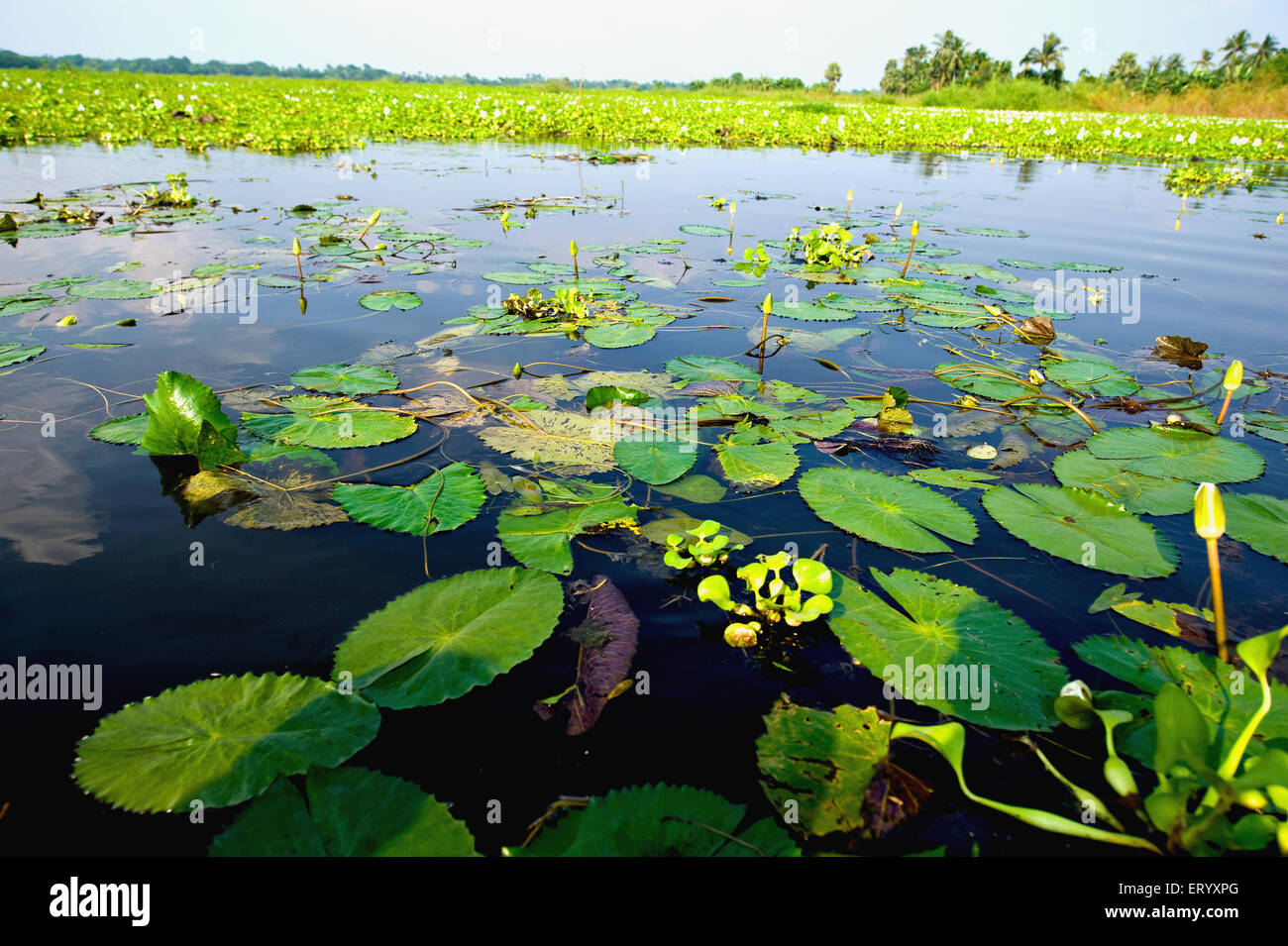 Seerosenpflanzen Teich, Kasipur, Kalkutta, Kalkutta, Westbengalen, Indien, Asien Stockfoto