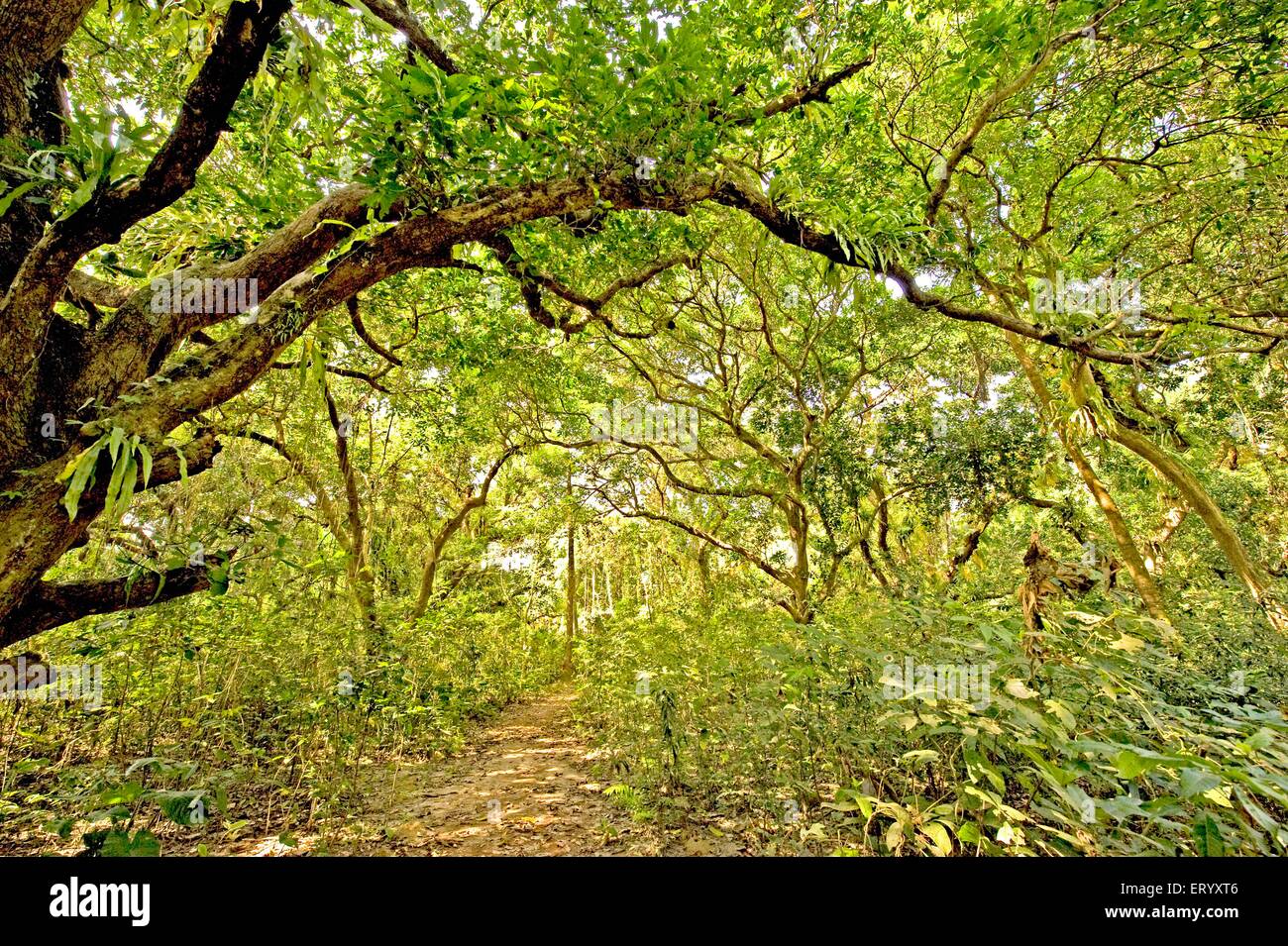 Mango Baum Wald Mangifera Indica mit Niederlassungen Calcutta Kolkata Westbengalen, Indien Stockfoto