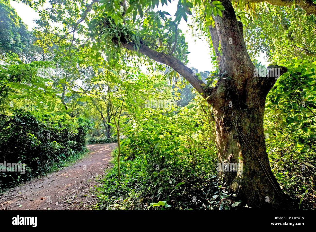 Mango Baum Wald Mangifera Indica mit Parasiten; Calcutta; Westbengalen; Indien Stockfoto