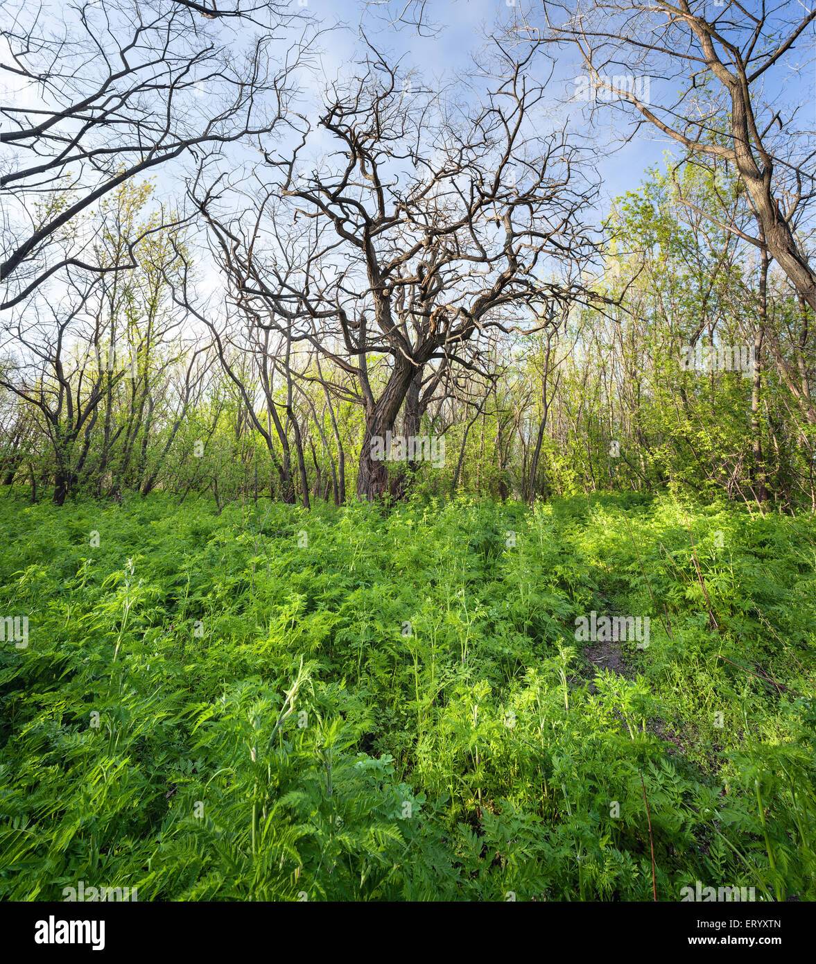Frühling im schönen Zauberwald mit grünen Pflanzen, Bäumen und Trail Sonnenuntergang. Landschaft Stockfoto