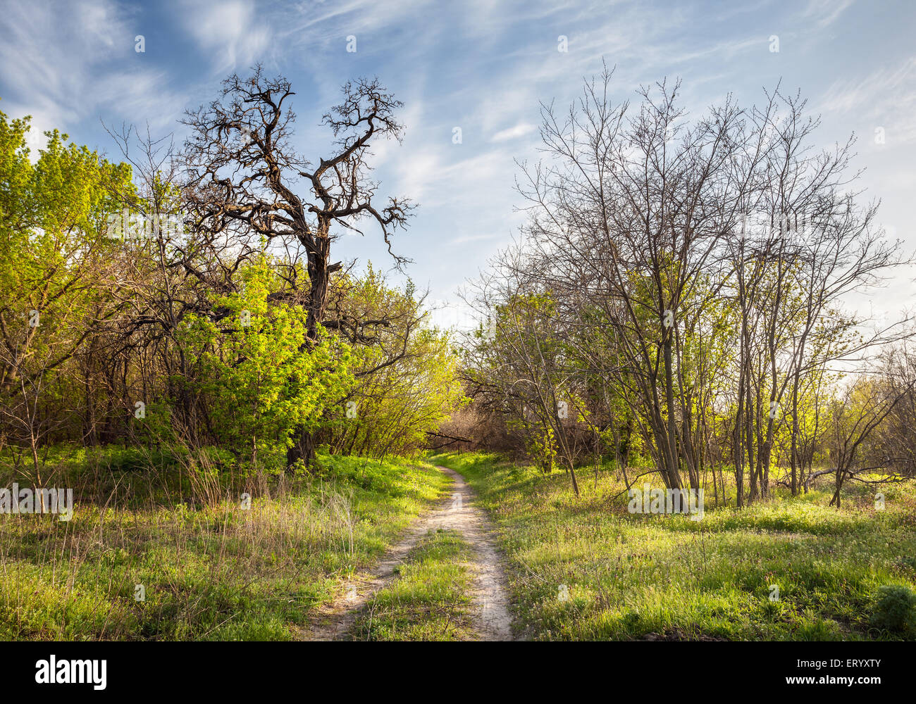 Frühling im schönen Zauberwald mit grünen Pflanzen, Bäumen und Trail Sonnenuntergang. Landschaft Stockfoto