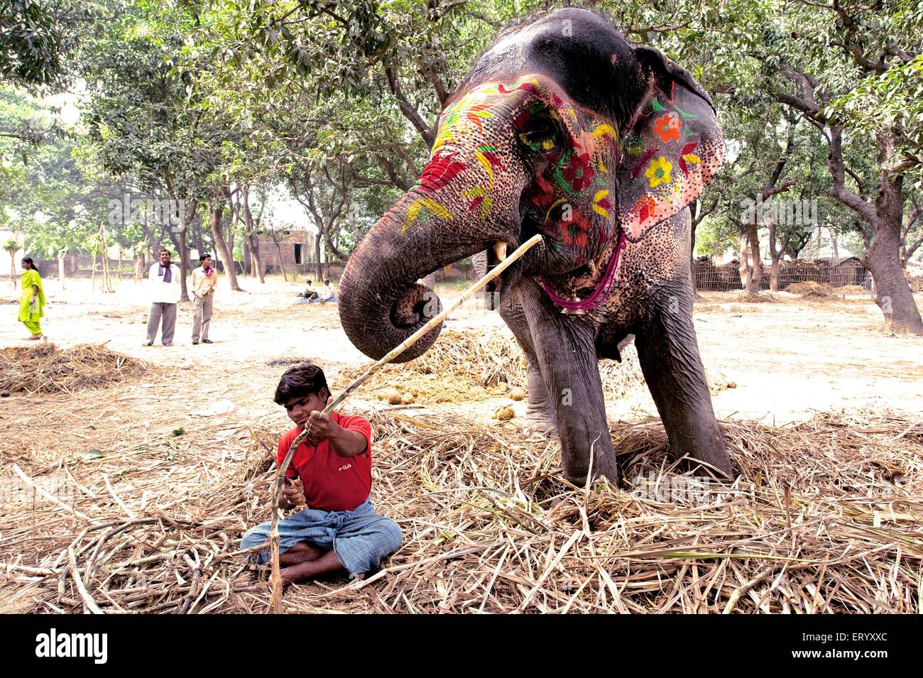 Elefant bemalt dekoriert zum Verkauf, Sonepur Cattle Fair, Sonepur Mela, Harihar Kshetra Mela, Sonpur, Saran District, Bihar, Indien, Asien Stockfoto