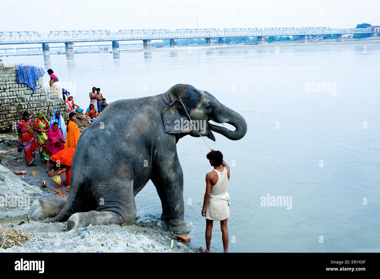 Elefant zum Baden in Fluss Gandak, Sonepur Rinder Messe, Sonepur Mela, Harihar Kshetra Mela, Sonpur, Saran District, Bihar, Indien, Asien Stockfoto