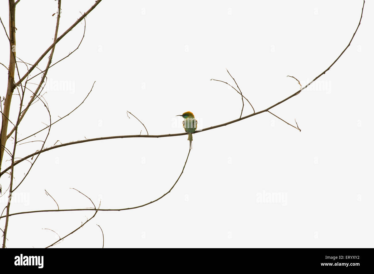 Europäischer Bienenfresser, Merops apiaster, Santragachi Jheel, Howrah, Westbengalen, Indien, Asien Stockfoto