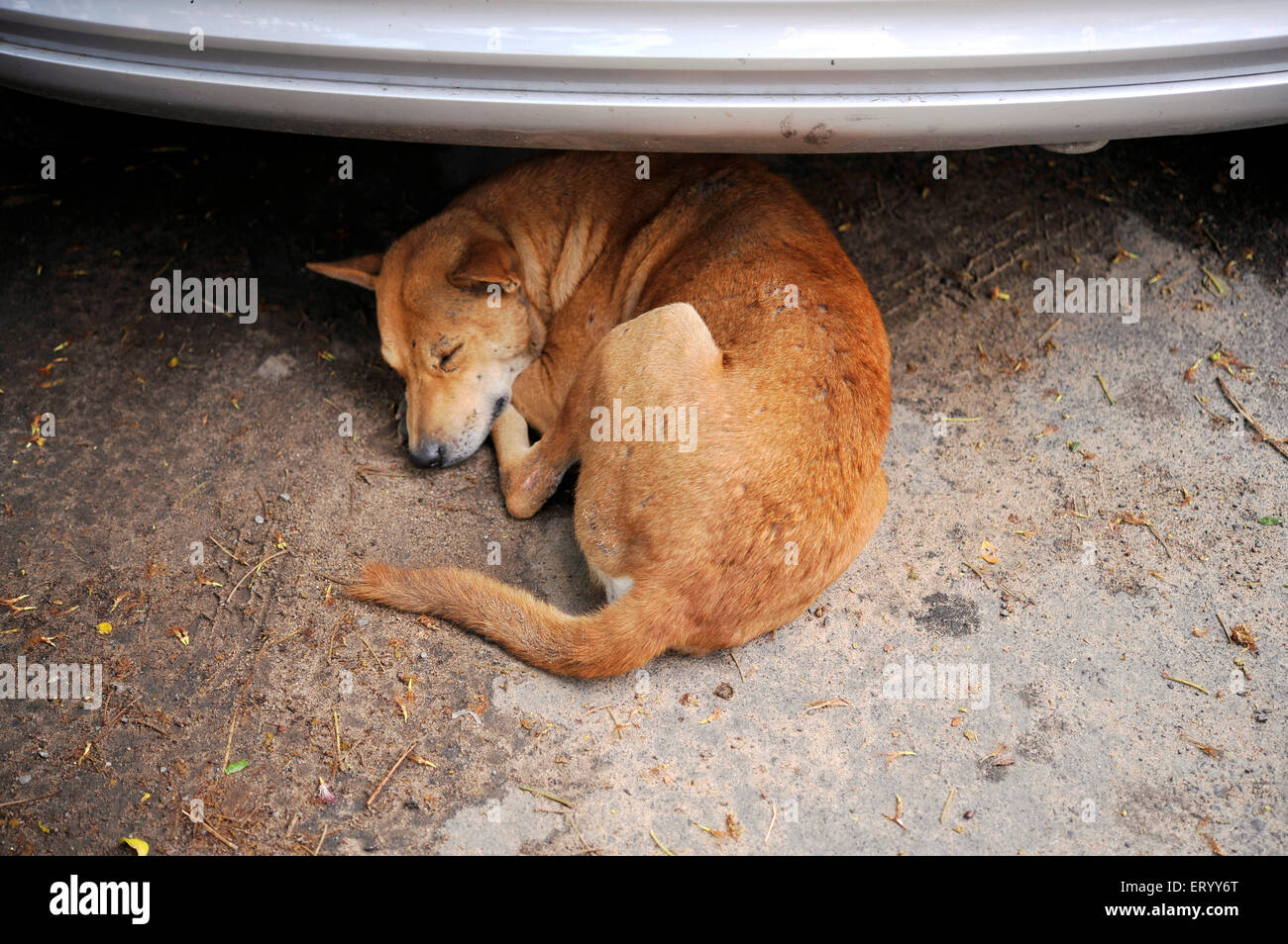 Sommerschlaf durch den Hund zu entkommen, die Hitze unter einem Auto in einer Straße in Kolkata Indien Stockfoto