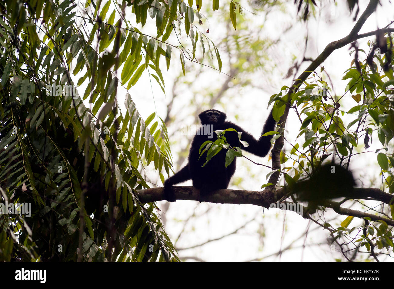 schwarzen männlichen Hollong Gibbons auf Ast in Jorhat in Assam Indien Asien Stockfoto