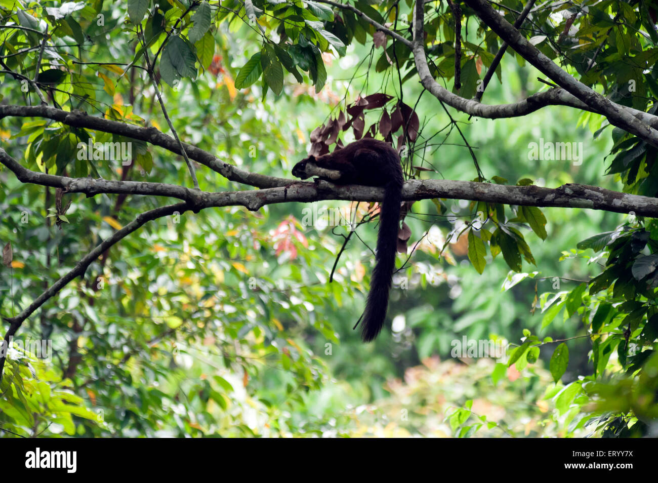 Malaiische riesiges Eichhörnchen auf Baum in Jorhat in Assam Indien Asien Stockfoto