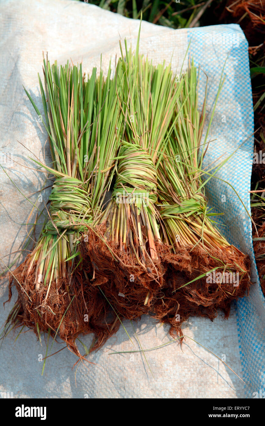 Bündel von Reisfeldern Ernte Setzlinge, Palghat, Palakad, Palakkad, Kerala, Indien, Asien Stockfoto