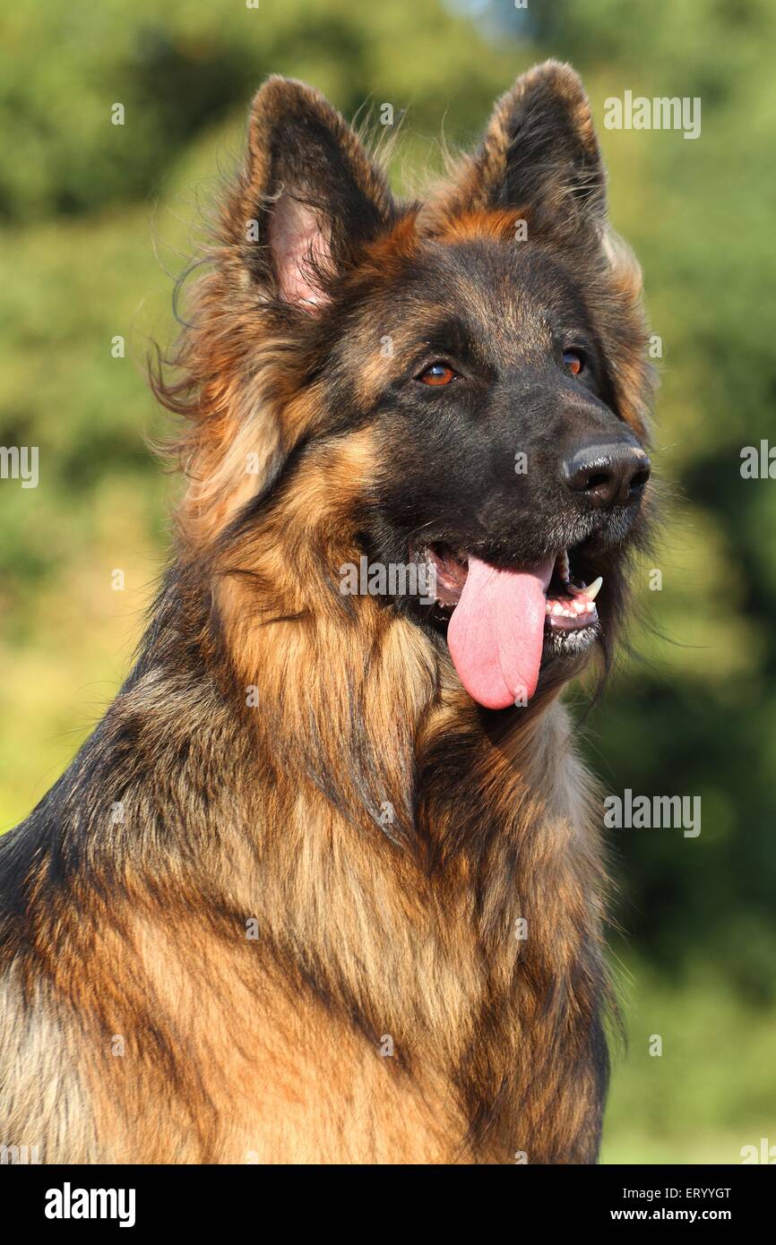 Alt Deutscher Schäferhund Portrait Stockfoto