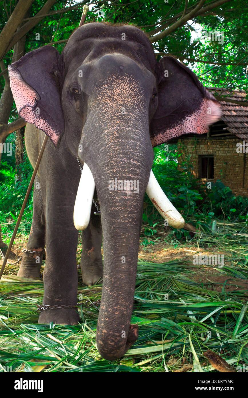 Elefant, Munnar, Bergstation, Idukki Bezirk, Westghats Berg, Kerala, Indien, Asien Stockfoto